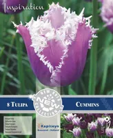 LILLESIBUL KAPITEYN NARMASÕIELINE TULP "CUMMINS"