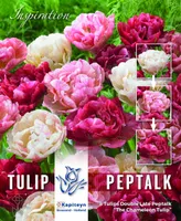 LILLESIBUL KAPITEYN TÄIDISÕIELINE TULP "PEPTALK"