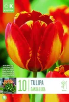 LILLESIBUL KAPITEYN DARWINHÜBRIIDTULP "BANJA LUKA"
