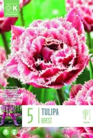 LILLESIBUL KAPITEYN TÄIDISÕIELINE TULP "FRINGED BREST"