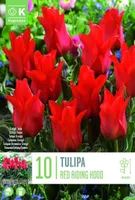 LILLESIBUL KAPITEYN GREIGI TULP "RED RIDING HOOD"
