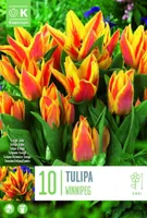 LILLESIBUL KAPITEYN GREIGI TULP "WINNIPEG"