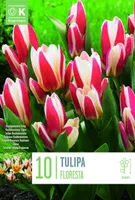 LILLESIBUL KAPITEYN KAUFMANNI TULP "FLORESTA"
