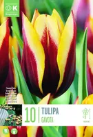 LILLESIBUL KAPITEYN TRIUMFTULP "GAVOTA"