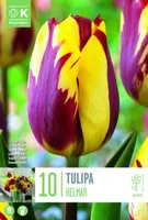 LILLESIBUL KAPITEYN TRIUMFTULP "HELMAR"