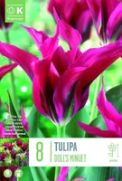 LILLESIBUL KAPITEYN ROHELISEÕIELINE TULP "DOLL'S MINUET"
