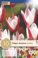 LILLESIBUL KAPITEYN TULP "CLUSIANA CYNTHIA"