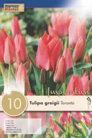 LILLESIBUL KAPITEYN GREIGI TULP "TORONTO"
