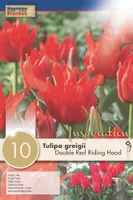 LILLESIBUL KAPITEYN GREIGI TÄIDISÕIELINE TULP "RED RIDING HOOD"