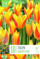 LILLESIBUL KAPITEYN KAUFMANNI TULP "GIUSEPPE VERDI"