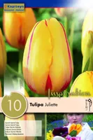 LILLESIBUL KAPITEYN DARWINHÜBRIIDTULP "JULLIETTE"