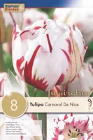 LILLESIBUL KAPITEYN TÄIDISÕIELINE TULP "CARNAVAL DE NICE"
