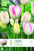 LILLESIBUL KAPITEYN MITMEÕIELINE TULP "GRACELAND"