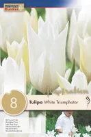 LILLESIBUL KAPITEYN LIILIAÕIELINE TULP "WHITE TRIUMPHATOR"