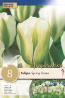 LILLESIBUL KAPITEYN ROHELISEÕIELINE TULP "SPRING GREEN"