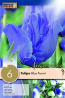 LILLESIBUL KAPITEYN PAPAGOITULP "BLUE PARROT"
