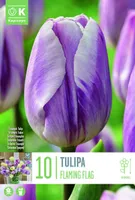 LILLESIBUL KAPITEYN TRIUMFTULP "FLAMING FLAG"