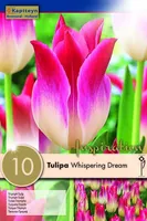 LILLESIBUL KAPITEYN TRIUMFTULP "WHISPERING DREAM"