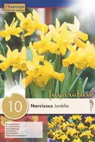 LILLESIBUL KAPITEYN NARTSISS "JUMBLIE"