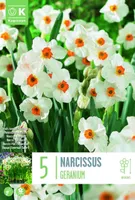 LILLESIBUL KAPITEYN TATSETT-NARTSISS "GERANIUM"