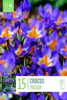 LILLESIBUL KAPITEYN KROOKUS "SIEBERI TRICOLOR"