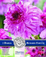 LILLESIBULAD KAPITEYN DAALIA "RICHARDS FORTUNE" 2TK PAKIS