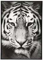 SEINAPILT TIIGER 50X70CM