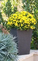 LILLEPOTIÜMBRIS S RATTAN 23,6L TUMEHALL