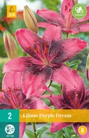 LILLESIBUL LIILIA ASIATIC PURPLE DREAM 2TK