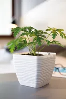 LILLEPOTT FORM-PLASTIC SAHARA KANDILINE VALGE 13CM