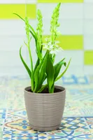 LILLEPOTT FORM-PLASTIC SAHARA ÜMAR BEEŽ 13CM