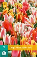 LILLESIBUL JUB TULP FUN COLORS 7TK PAKIS