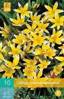 LILLESIBUL JUB TULP TARDA DASYSTEMON 10TK PAKIS