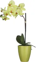KUNSTLILL MICA DECORATIONS KUUKING ROHELINE 42X10CM
