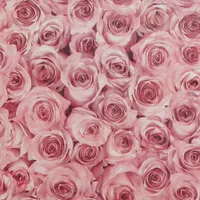 TAPEET ARTHOUSE ROSE WALL RASPBERRY