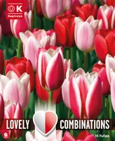 LILLESIBULATEKOMPL. DARWINHÜBRIIDTULP SÄRAV SEGU 15TK