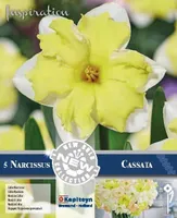 LILLESIBUL KAPITEYN TROMPETNARTSISS "CASSATA" 5TK PAKIS