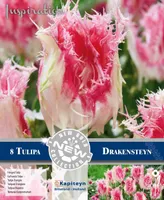 LILLESIBUL KAPITEYN NARMASÕIELINE TULP "DRAKENSTEYN" 8TK PAKIS