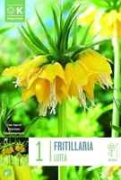 LILLESIBUL KAPITEYN KÕRGE PÜVILILL "LUTEA" 1TK PAKIS