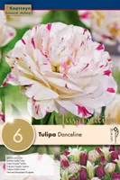 LILLESIBUL KAPITEYN TÄIDISÕIELINE TULP "LATE DANCELINE" 6TK PAKIS