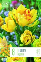 LILLESIBUL KAPITEYN MITMEVARRELINE TULP "AQUILLA" 8TK PAKIS