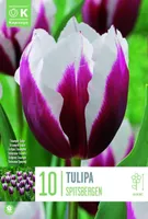 LILLESIBUL KAPITEYN TRIUMFTULP "SPITSBERGEN" 8TK PAKIS