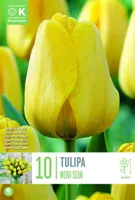 LILLESIBUL KAPITEYN DARWINHÜBRIIDTULP "NOVISUN" 10TK PAKIS