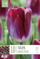 LILLESIBUL KAPITEYN TRIUMFTULP "KANSAS PROUD" 10TK PAKIS