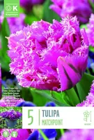 LILLESIBUL KAPITEYN TÄIDIS-NARMASÕIELINE TULP "MATCHPOINT" 5TK PAKIS