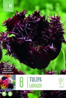 LILLESIBUL KAPITEYN NARMASÕIELINE TULP "LABRADOR" 8TK PAKIS