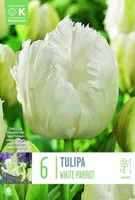LILLESIBUL KAPITEYN PAPAGOITULP "WHITE PARROT" 6TK PAKIS