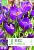 LILLESIBUL KAPITEYN SUUREÕIELINE KROOKUS "FLOWER RECORD" 15TK PAKIS