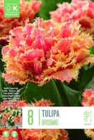 LILLESIBUL KAPITEYN TÄIDIS-NARMASÕIELINE TULP "BRISBANE" 5TK PAKIS