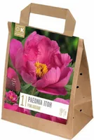 ITOH POJENG KAPITEYN "PINK ARDOUR" 1TK PAKIS